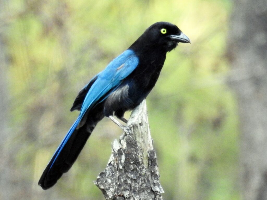 sl chara centroamericana