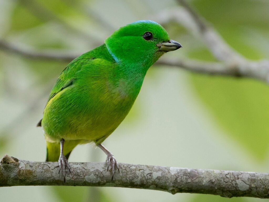 sl clorofonia hembra