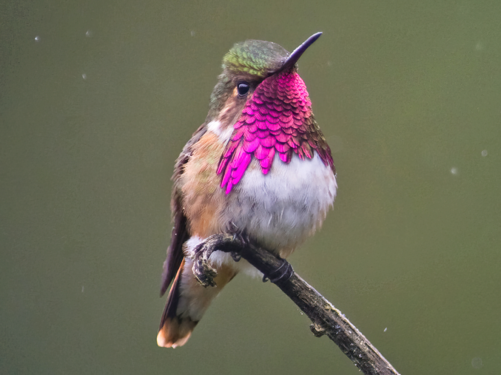 sl colibri