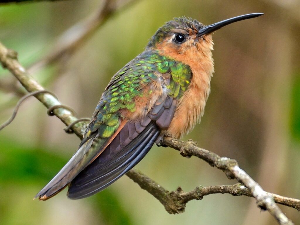 sl colibri cobrizo