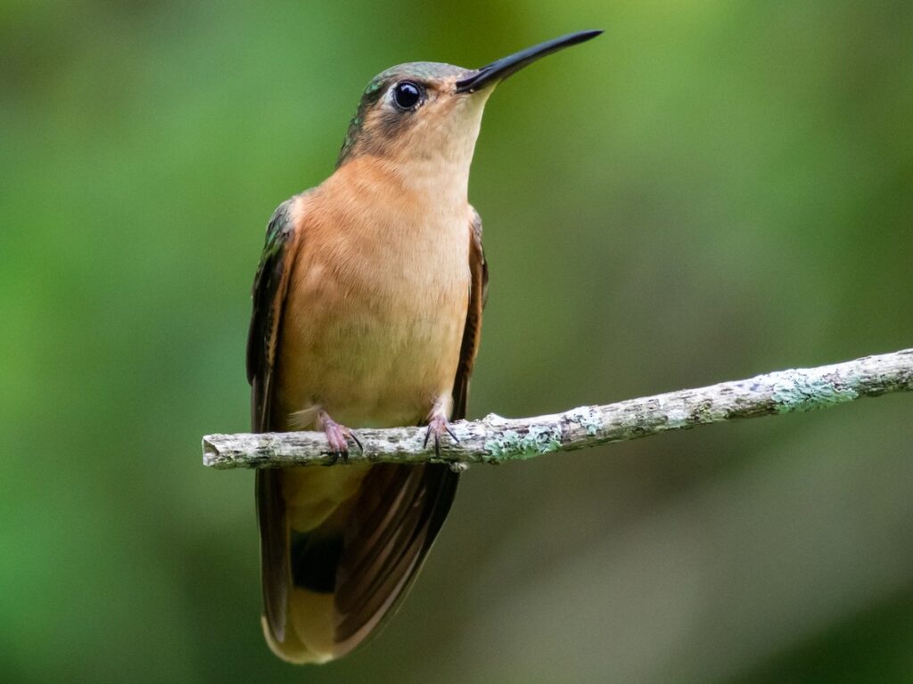 sl colibri cobrizo2