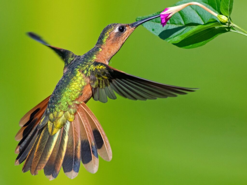 sl colibri cobrizo3