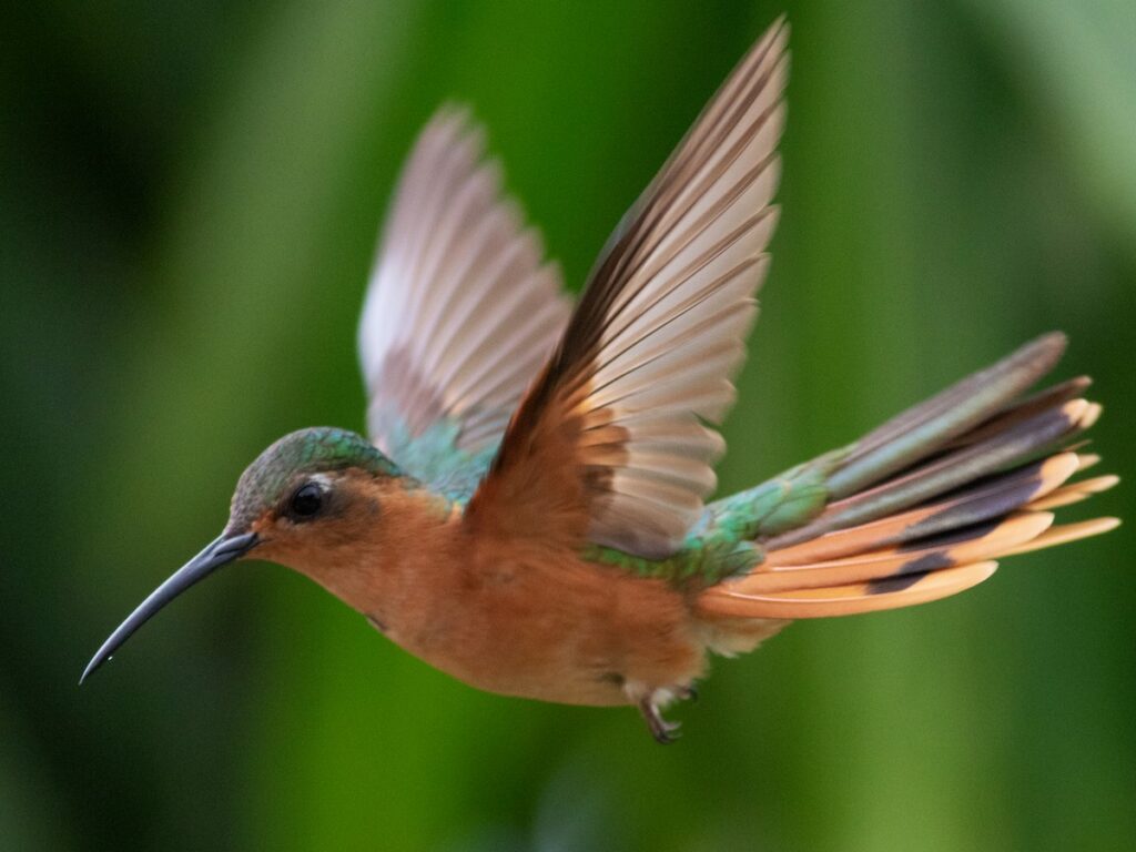 sl colibri cobrizo4