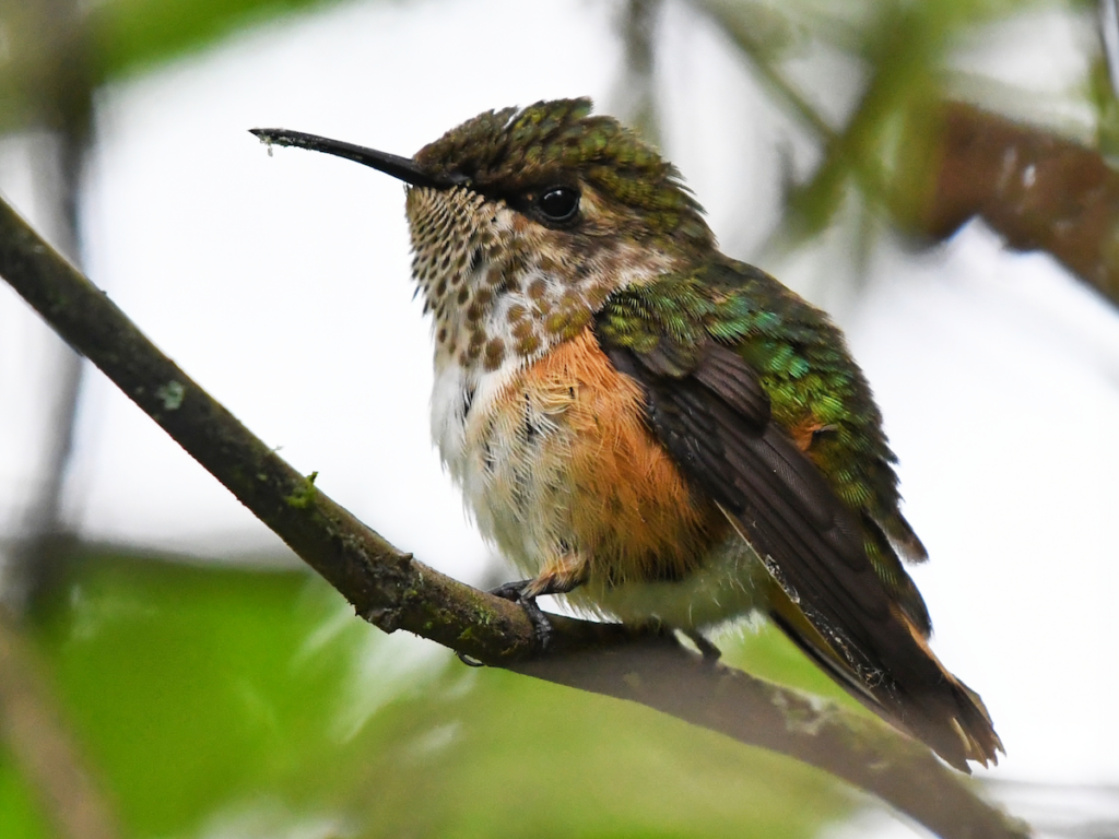 sl colibri2