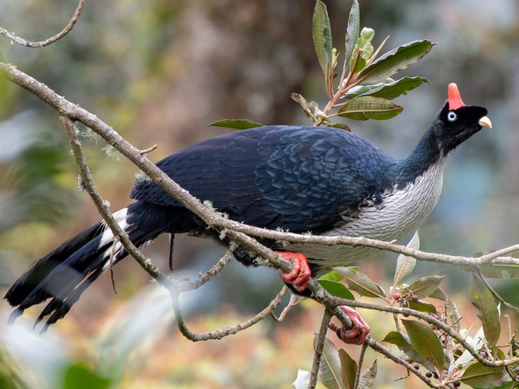 sl pavo de cacho