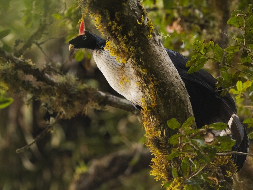 sl pavo de cacho2
