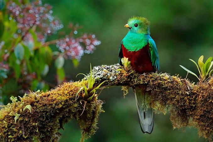 sl quetzal 4