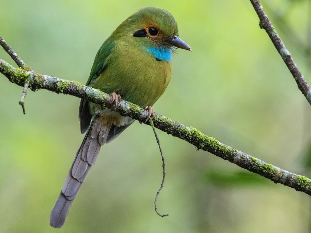 sl colibri verde y turqueza