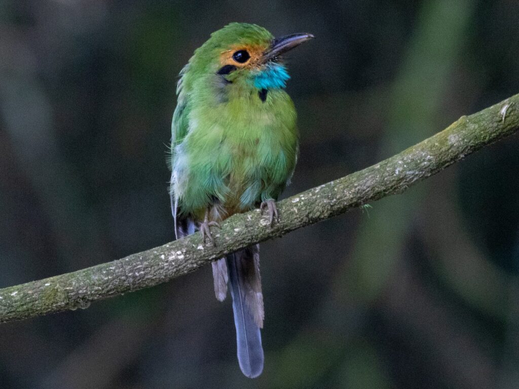 sl colibri verde y turqueza2