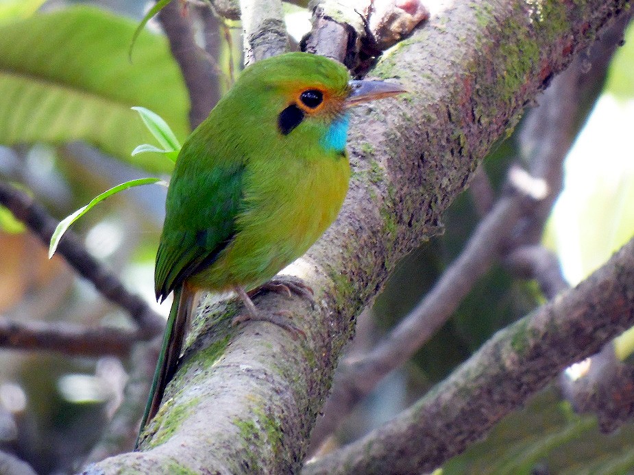 sl colibri verde y turqueza3