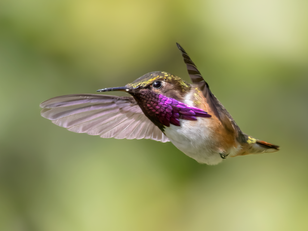 sl colibri3