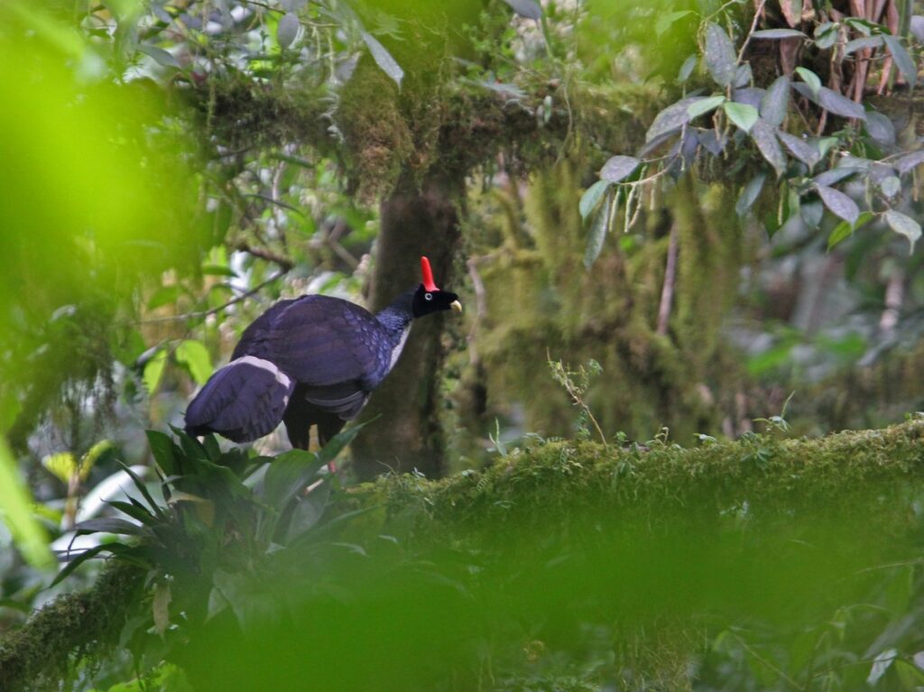 sl pavo de cacho3
